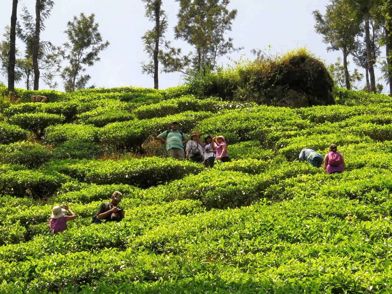 Coffee Plantations Tour