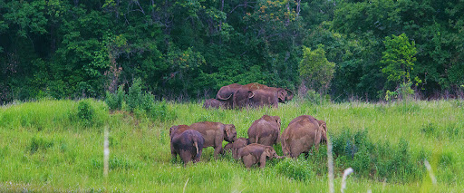 Muthanga Wildlife Sanctuary